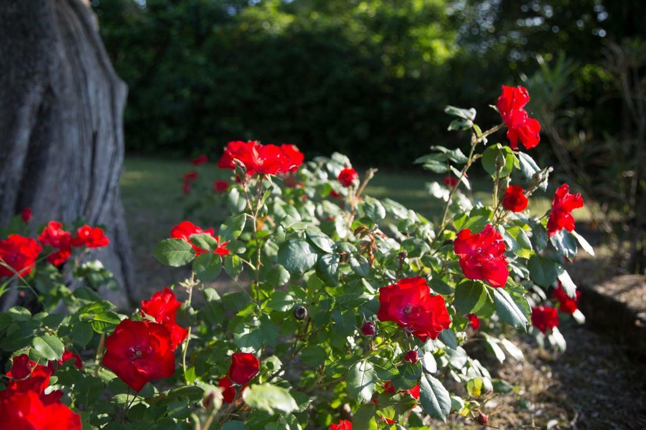 Grande Villa Storica Per Vacanze Con Giardino Privato E Piscina Ostra Extérieur photo